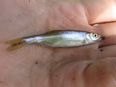 Cyprinella spiloptera