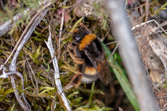 Bombus terrestris lusitanicus
