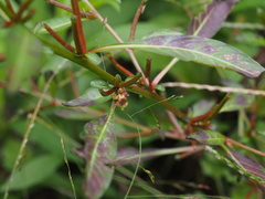Ludwigia epilobioides