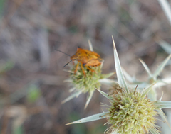 Carpocoris mediterraneus