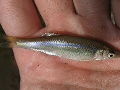 Cyprinella spiloptera