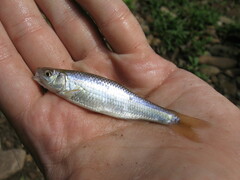 Cyprinella spiloptera