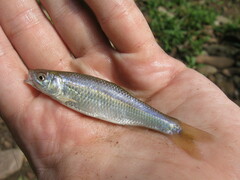 Cyprinella spiloptera