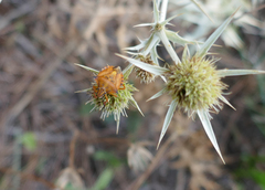 Carpocoris mediterraneus