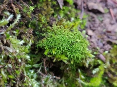 Bryophyta