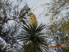 Yucca treculiana