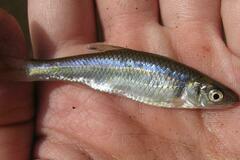 Cyprinella spiloptera