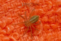 Micrommata