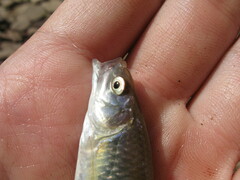 Cyprinella spiloptera