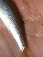 Cyprinella spiloptera