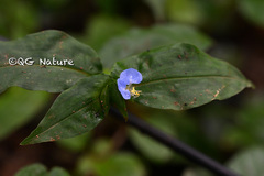 Commelina paludosa