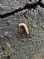 Prophysaon andersonii