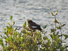 Acridotheres tristis