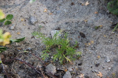 Matricaria discoidea