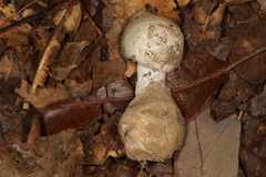 Amanita suballiacea