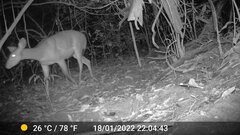 Tragelaphus scriptus