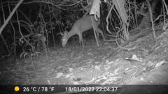 Tragelaphus scriptus