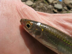 Notropis