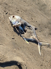 Caranx caninus