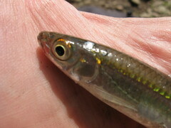 Notropis