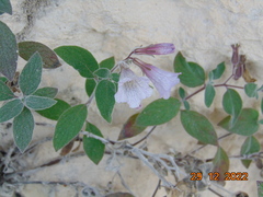 Nama sericea
