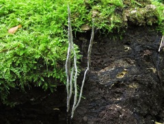 Xylaria filiformis