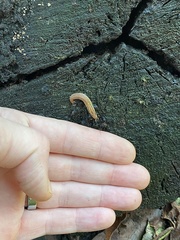 Prophysaon andersonii