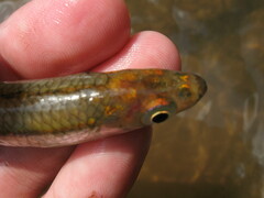 Notropis