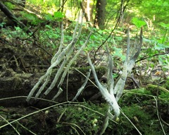 Xylaria filiformis
