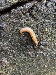 Prophysaon andersonii