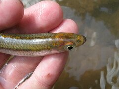 Notropis