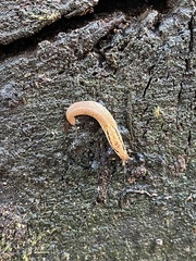 Prophysaon andersonii