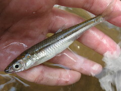 Notropis