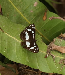 Phaedyma shepherdi