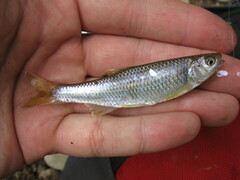 Cyprinella spiloptera