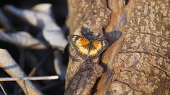 Junonia sophia