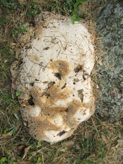 Pseudoinonotus dryadeus