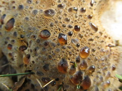 Pseudoinonotus dryadeus