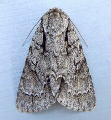 Acronicta hasta