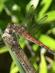 Sympetrum nigrifemur