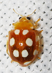 Vibidia duodecimguttata
