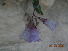 Nama sericea
