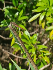 Sympetrum nigrifemur