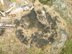 Pseudoinonotus dryadeus