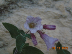 Nama sericea