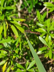 Sympetrum nigrifemur