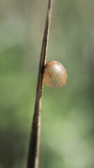 Latrodectus tredecimguttatus