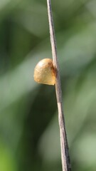 Latrodectus tredecimguttatus