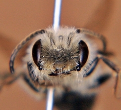 Andrena vicina