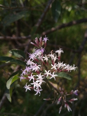 Critoniopsis